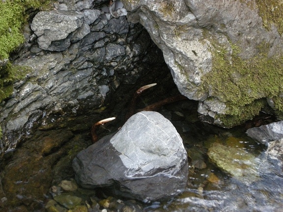 palchi raccolti